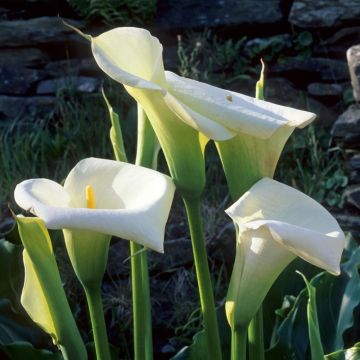 Arum d'Ethiopie blanc