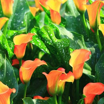 Arum Hotshot
