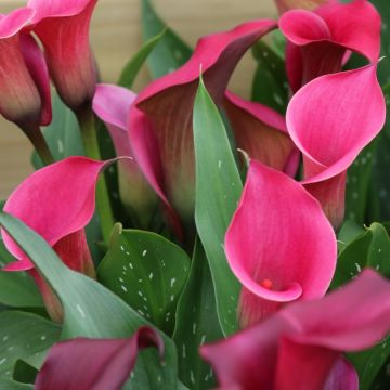 Arum Pink Persuasion