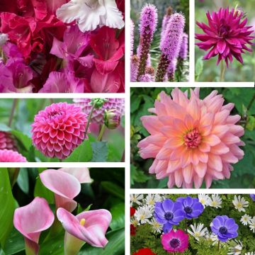 Assortiment Romantique pour massifs