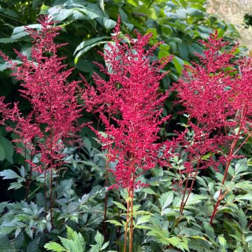Astilbe rouge Etna, Astilbe X arendsii