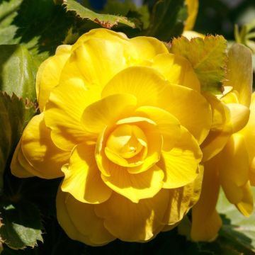 Bégonias NON STOP ® Jaune
