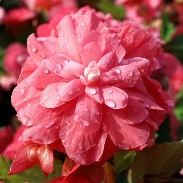 Bégonias NON STOP ® Rose