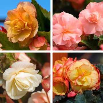 Les Bégonias doubles pastel en mélange