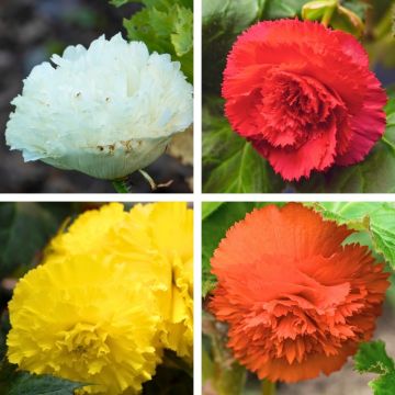 Bégonias à fleurs d'oeillet en mélange
