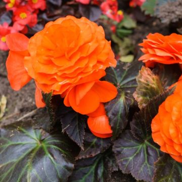 Bégonias NON STOP ® Orange