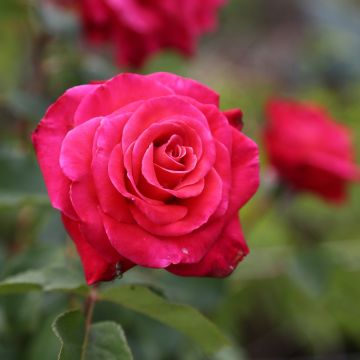 Rosier grimpant Colette Meiroupis