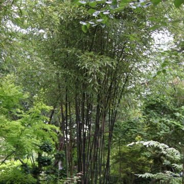 Bambou Phyllostachys nigra