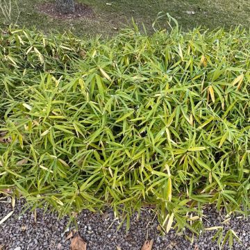 Bambou Pleiobastus distichus