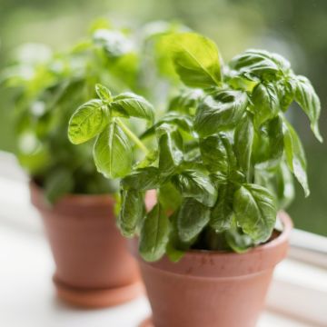 Basilic Genovese BIO pour potagers d'intérieur