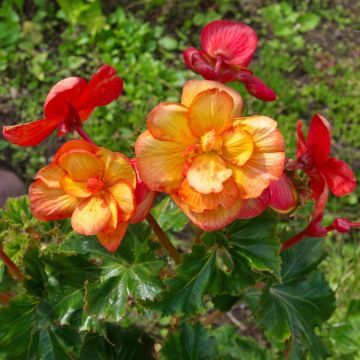 Super bégonia SENSATION ® Arlequin