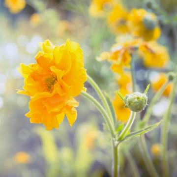 Benoîte ‘Lady Stratheden’ ou Geum chiloense