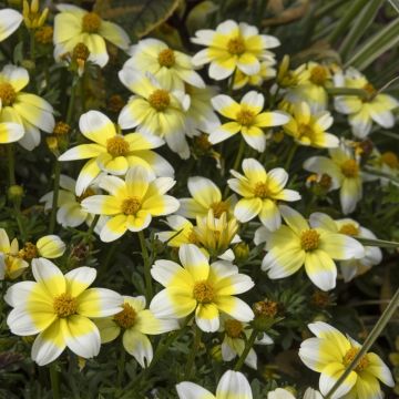 Bidens Spicy Electric White