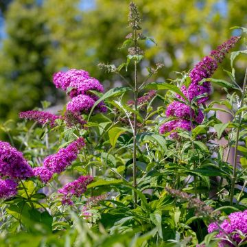 Buddleia nain Nanho Purple