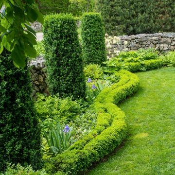 Buis nain à bordure