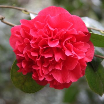 Camélia Kramer's Suprême