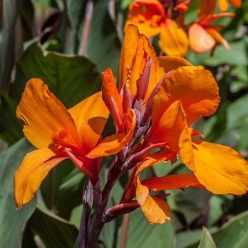 Canna Semaphore - Balisier orange abricot