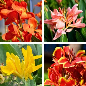 Cannas nains en mélange