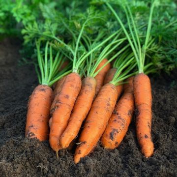 Carotte Nantaise Améliorée 3 BIO