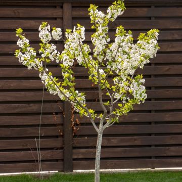 Cerisier nain GARDEN BING ®