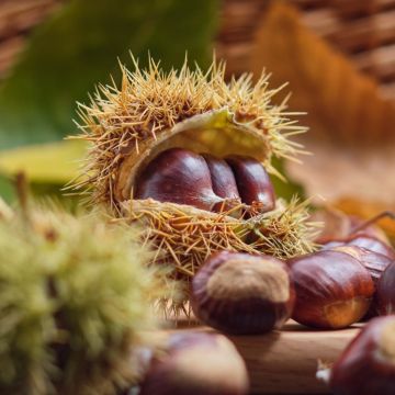 Châtaignier ou Castanea sativa ‘Marron de Lyon’