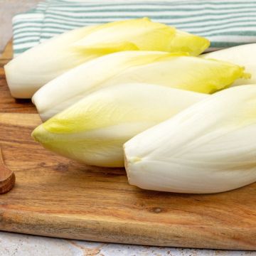 Chicorée Endive Witloof Platine HF1 Chicorée Endive Witloof Platine HF1