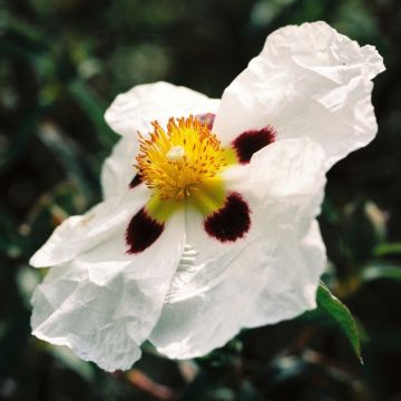Cistus Alan Fradd - Ciste pourpre à fleurs blanches.