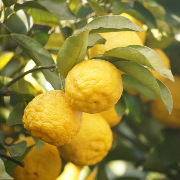Citron Yuzu, Citrus X juno Meilland Richardier