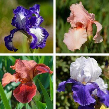 Collection de 8 Iris à grandes fleurs