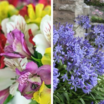 Collection d’alstroemères en mélange et d’agapanthes bleues