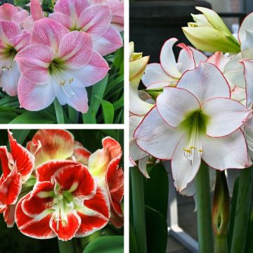 Collection de 3 Amaryllis