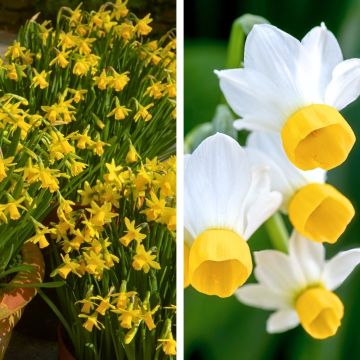 Collection de 60 Narcisses de rocailles