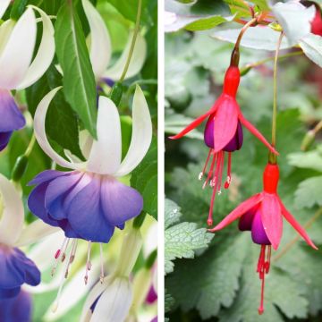 Collection de 6 Fuchsias vivaces