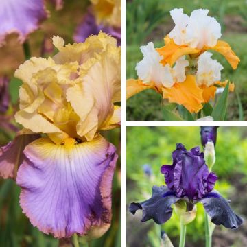 Collection 6 iris Germanica