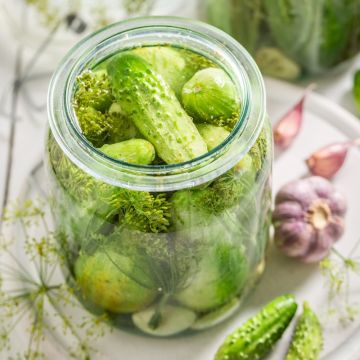 Cornichon vert Petit de Paris