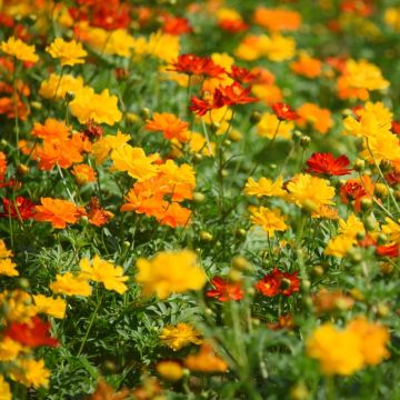 Cosmos sulphureus Flashes