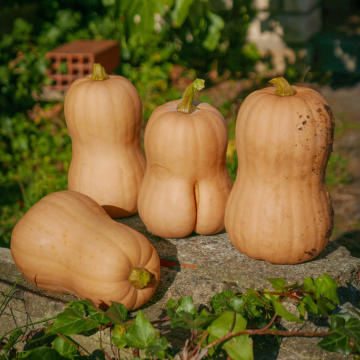 Courge Musquée Waltham Butternut BIO