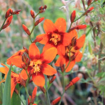 Crocosmia X ‘Emily McKenzie’