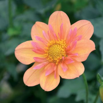 dahlia colerette pale tiger orange
