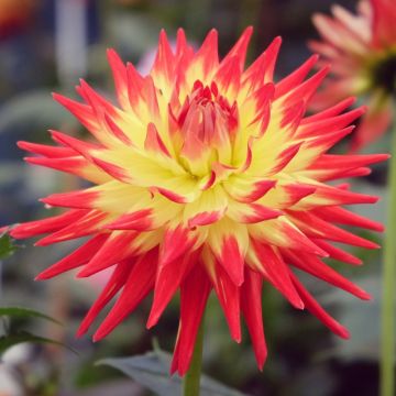 Dahlia cactus à grandes fleurs Aloha