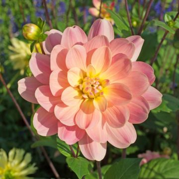 Dahlia buisson Ankara