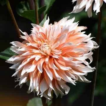 Dahlia décoratif à grandes fleurs Apelsini Sniega