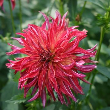 Dahlia Bangkok