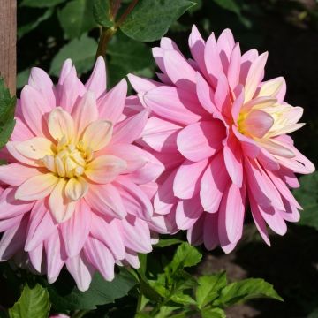 Dahlia Décoratif à grandes fleurs Bel Amour