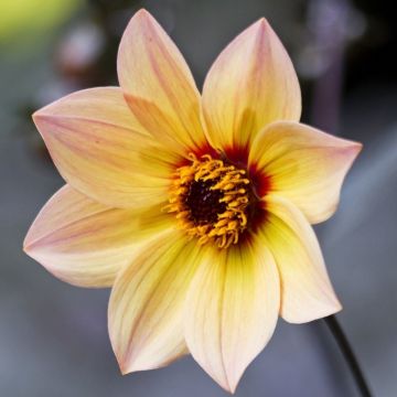 Dahlia nain simple au feuillage décoratif noir Bright and Black