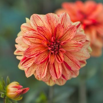 Dahlia buisson Les Sables d’Olonne Dahlia buisson Les Sables d’Olonne