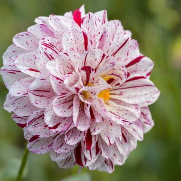 Dahlia buisson Nain Porthos