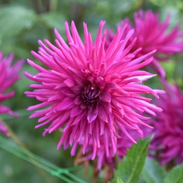 Dahlia cactus à dentelle Galaxie
