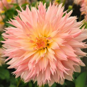 Dahlia Cactus à grandes fleurs Dentelle Eclair