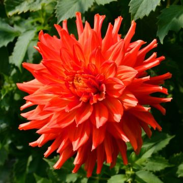 Dahlia cactus à grandes fleurs Vulcania